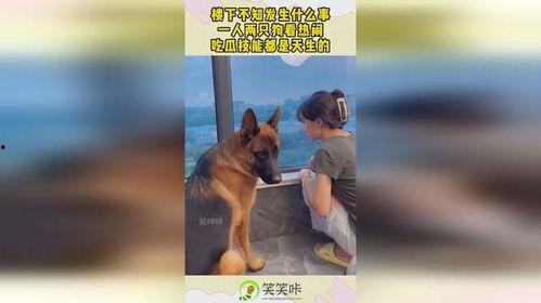 娱乐吃瓜酱送小狗视频在线观看,萌宠来袭，温馨瞬间引网友热议